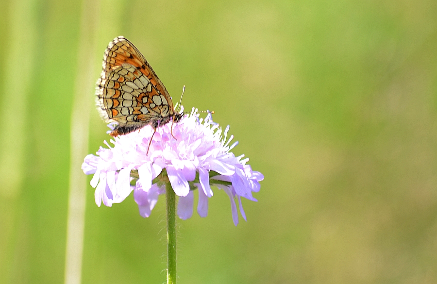 Przeplatka atalia (Melitaea athalia)