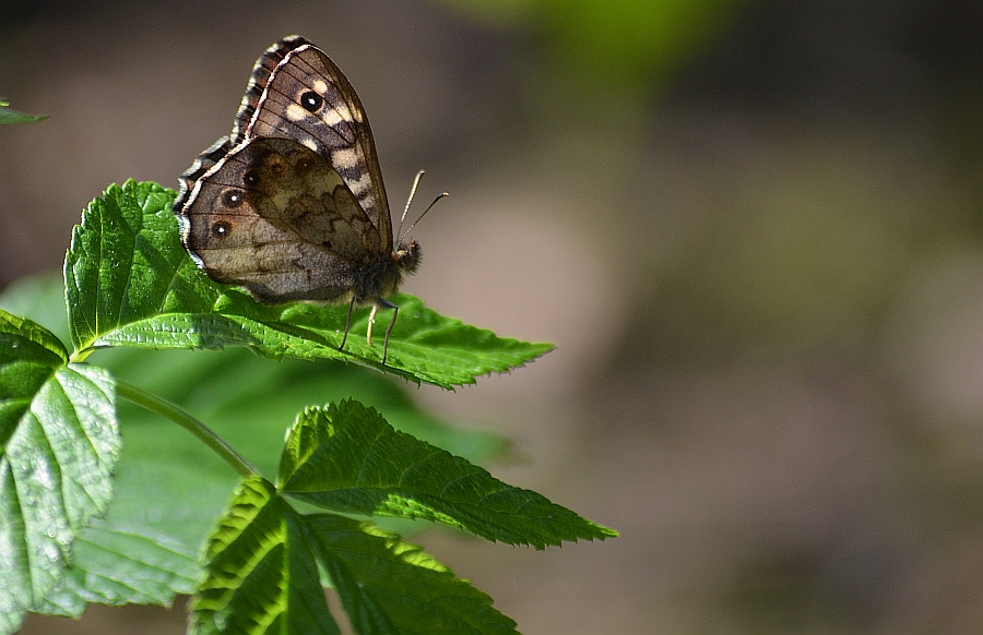 Osadnik egeria (Pararge aegeria)