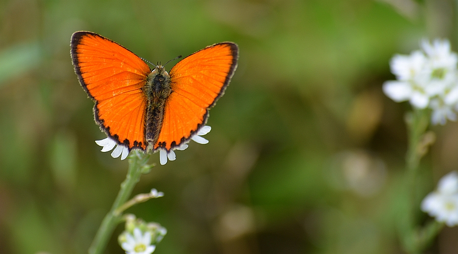 Czerwończyk dukacik (Lycaena virgaureae)