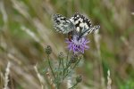 Polowiec szachownica (Melanargia galathea)