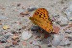 Dostojka laodyce (Argynnis laodice)
