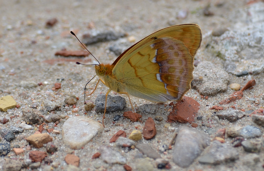 Dostojka laodyce (Argynnis laodice)