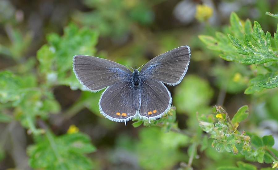 Modraszek argiades (Cupido argiades)
