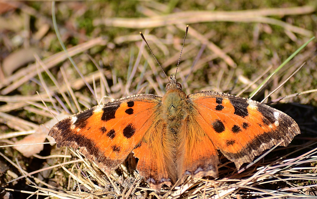 Rusałka wierzbowiec (Nymphalis polychloros)