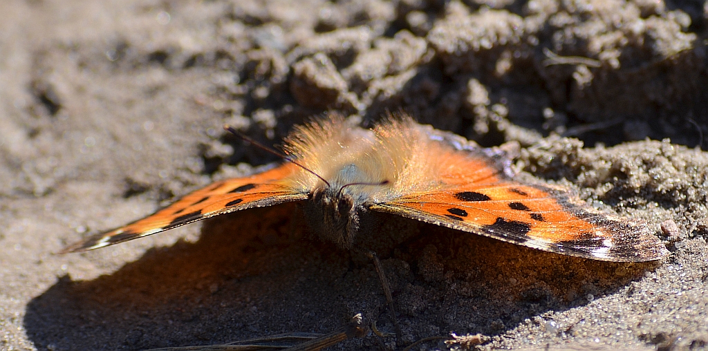 Rusałka wierzbowiec (Nymphalis polychloros)