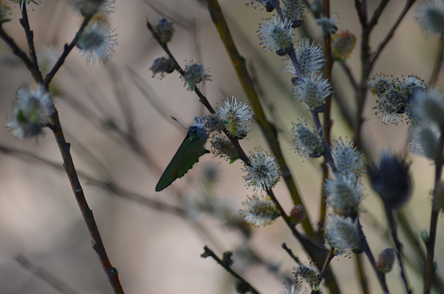 Zieleńczyk ostrężyniec (Callophrys rubi)