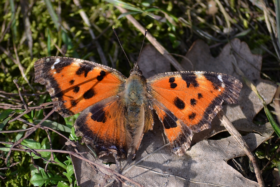 Rusałka drzewoszek (Nymphalis xanthomelas)
