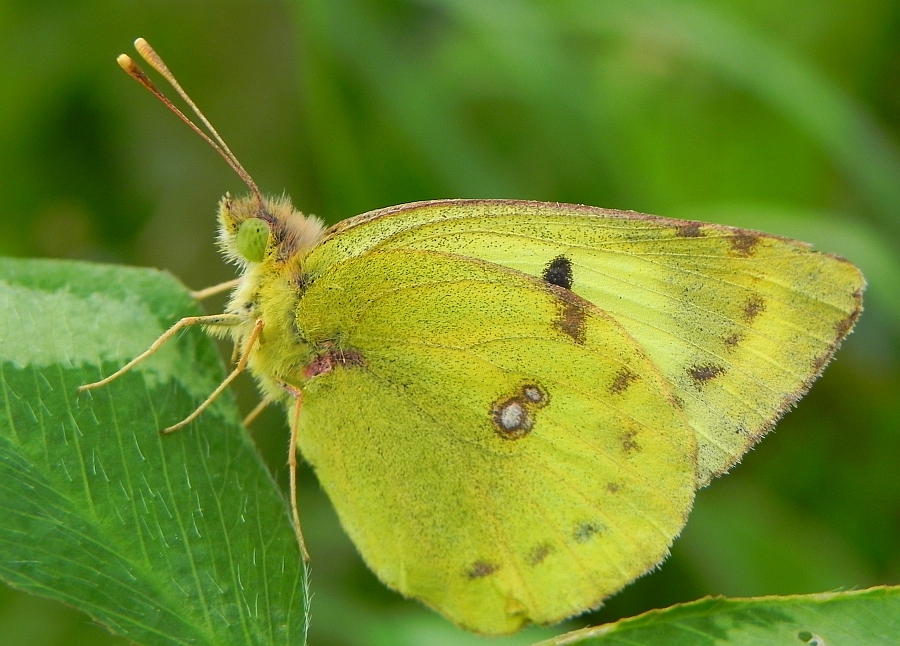 Szlaczkoń siarecznik (Colias hyale)