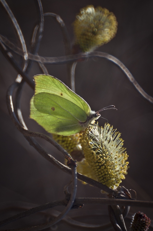 Listkowiec cytrynek (Gonepteryx rhamni)