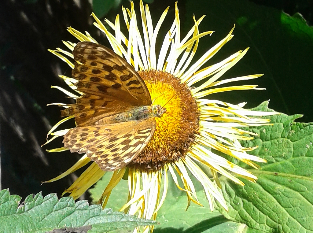 Dostojka malinowiec, perłowiec malinowiec (Argynnis paphia)