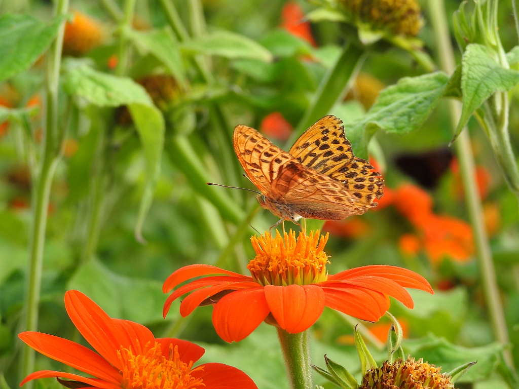 Dostojka malinowiec, perłowiec malinowiec (Argynnis paphia)
