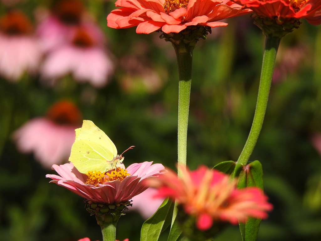 Latolistek cytrynek, listkowiec cytrynek (Gonepteryx rhamni)