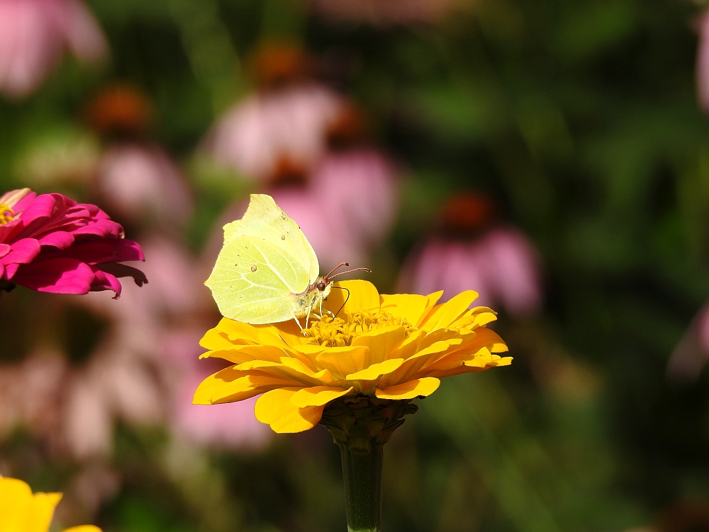 Latolistek cytrynek, listkowiec cytrynek (Gonepteryx rhamni)