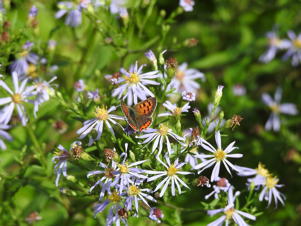 Czerwończyk żarek (Lycaena phlaeas)