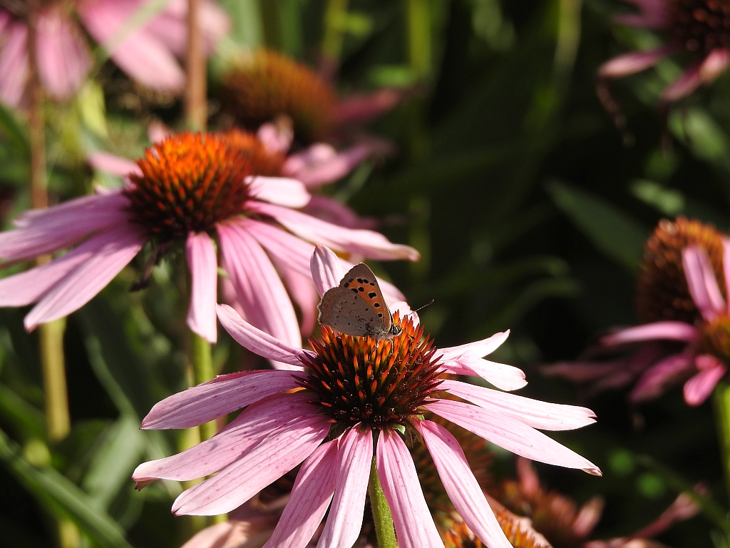 Czerwończyk żarek (Lycaena phlaeas)