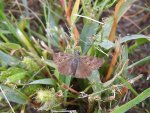 Powszelatek brunatek (Erynnis tages)