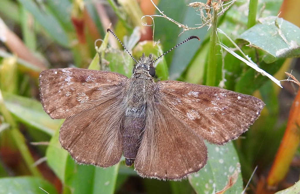 Powszelatek brunatek (Erynnis tages)