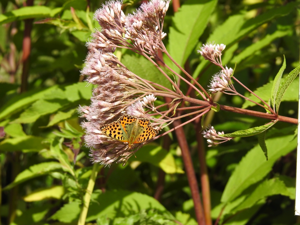 Dostojka latonia, perłowiec mniejszy (Issoria lathonia)