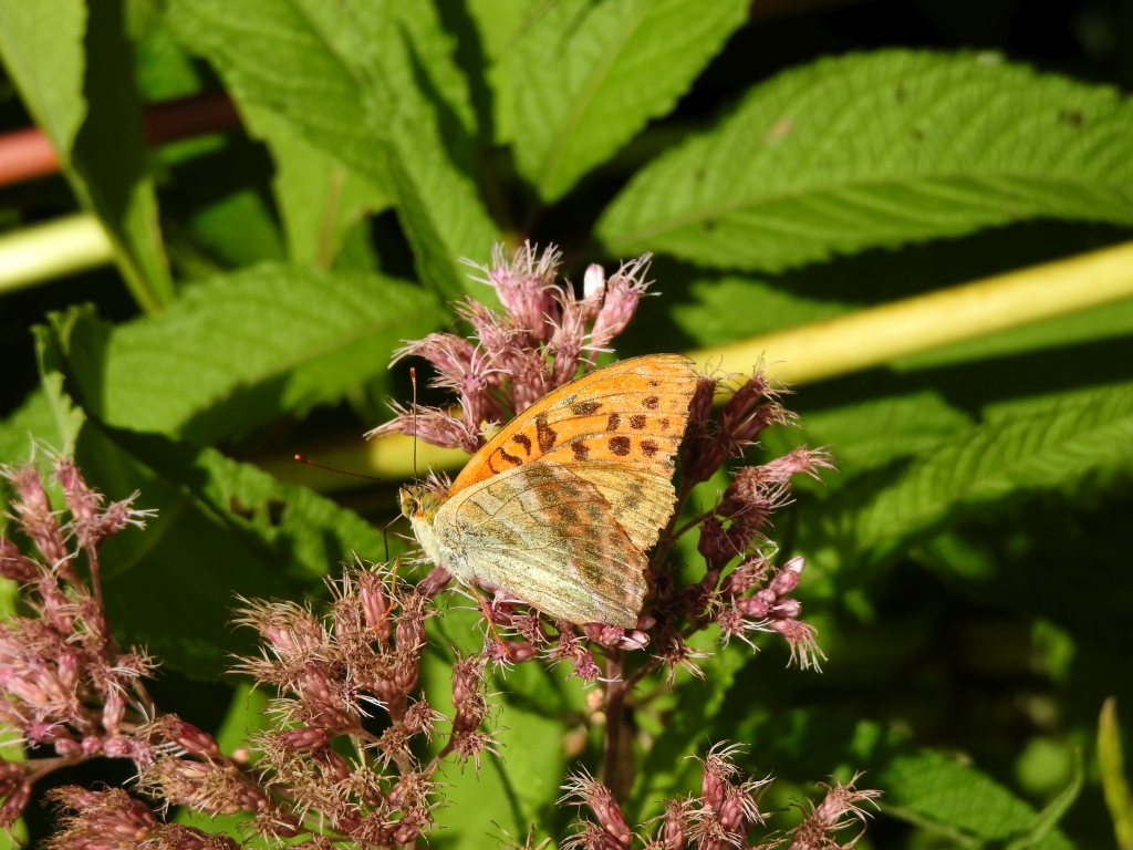 Dostojka malinowiec, perłowiec malinowiec (Argynnis paphia)