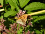 Dostojka malinowiec, perłowiec malinowiec (Argynnis paphia)