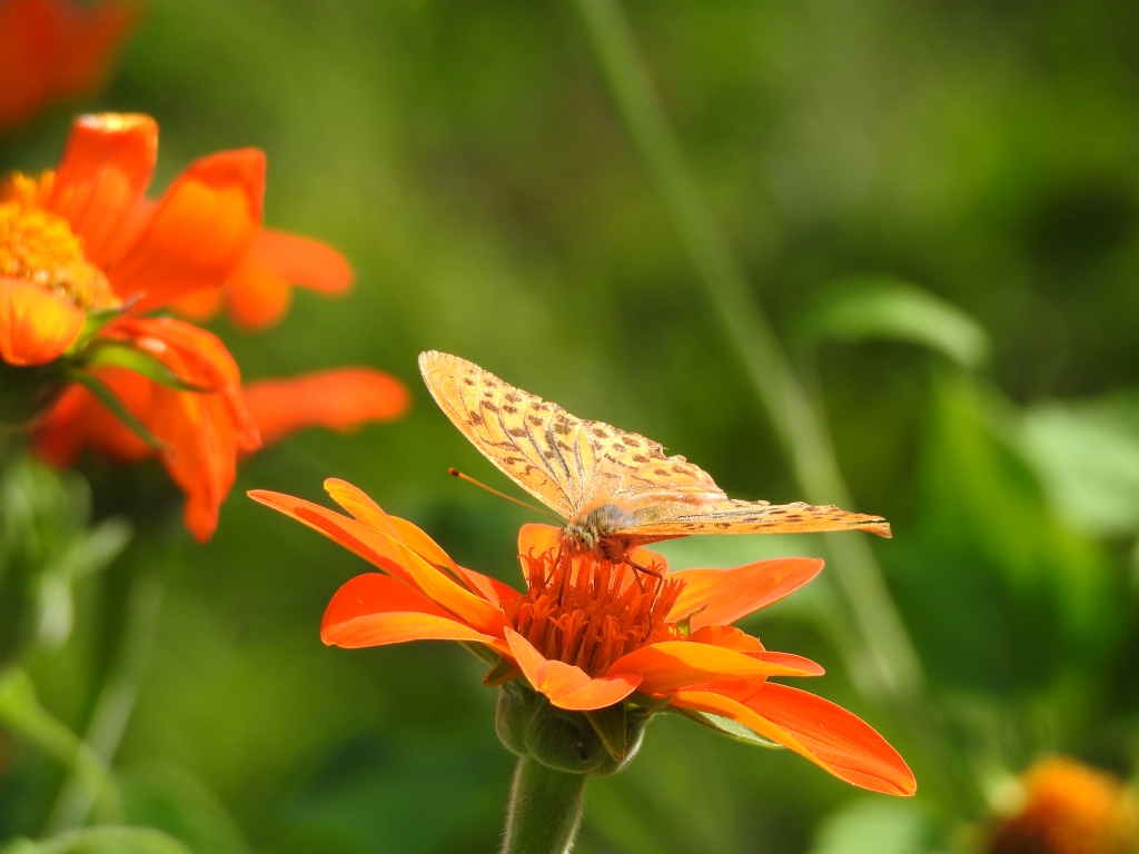 Dostojka malinowiec, perłowiec malinowiec (Argynnis paphia)