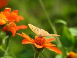 Dostojka malinowiec, perłowiec malinowiec (Argynnis paphia)