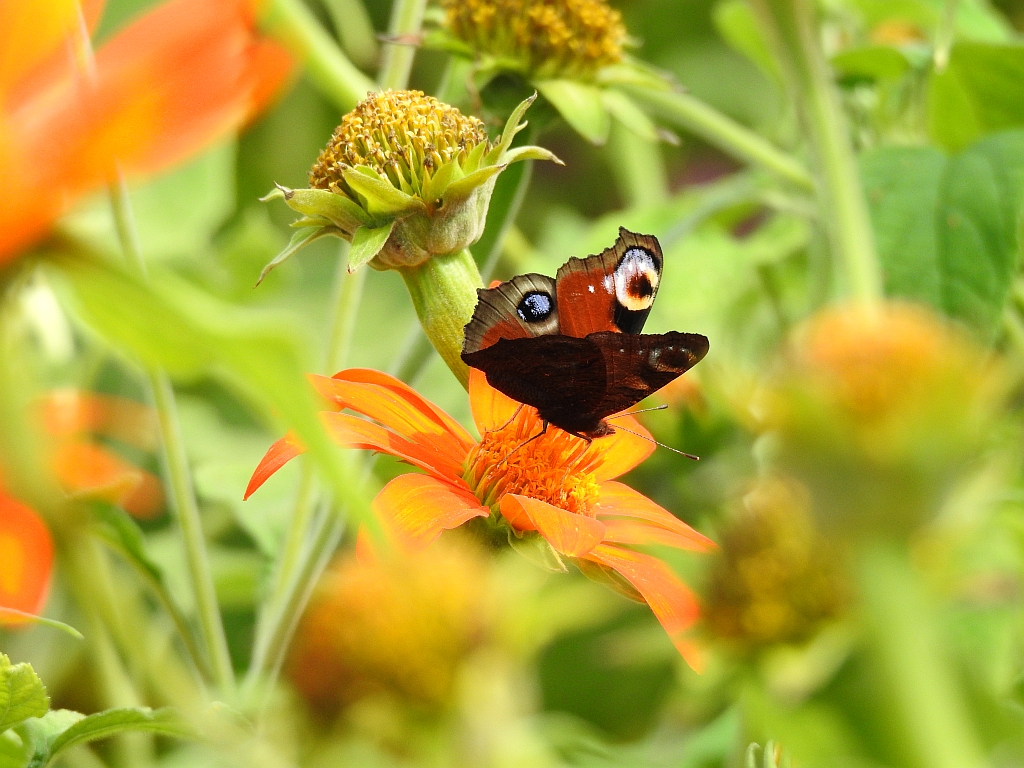 Rusałka pawik (Aglais io)