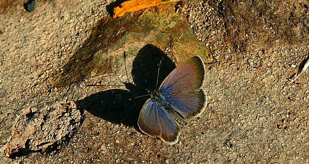 Modraszek knysna (Zizeeria knysna)