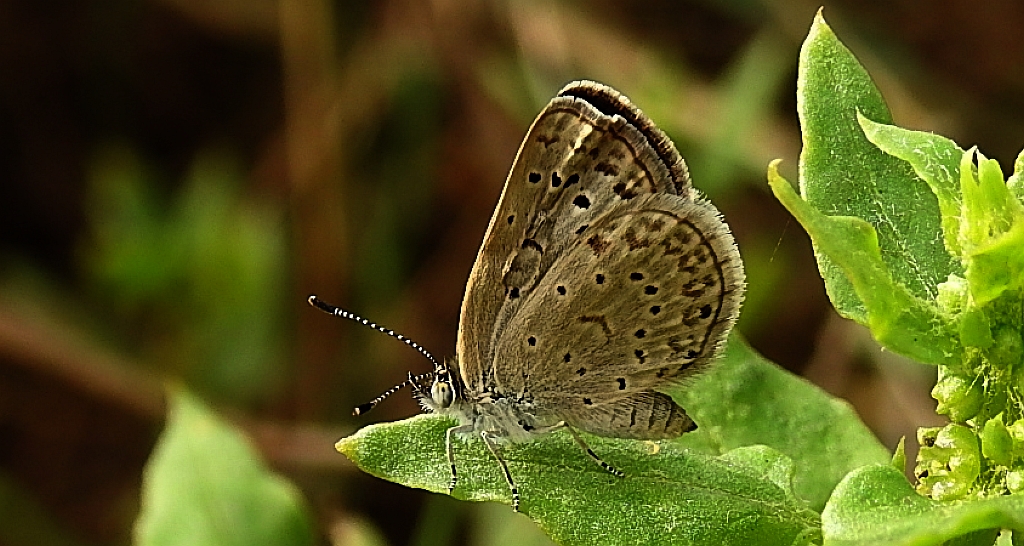 Modraszek knysna (Zizeeria knysna)
