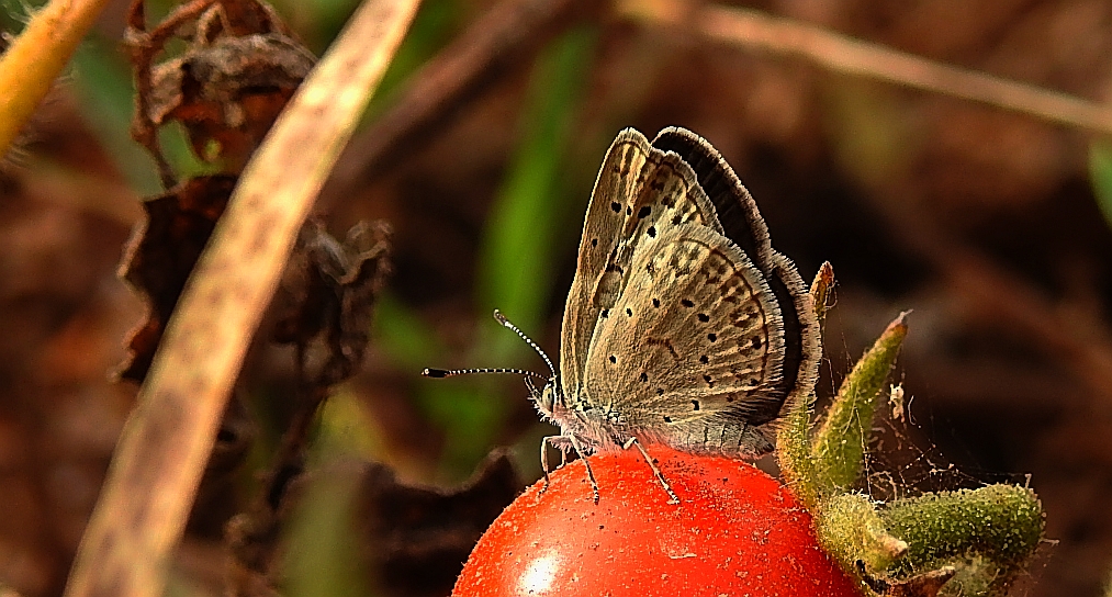 Modraszek knysna (Zizeeria knysna)