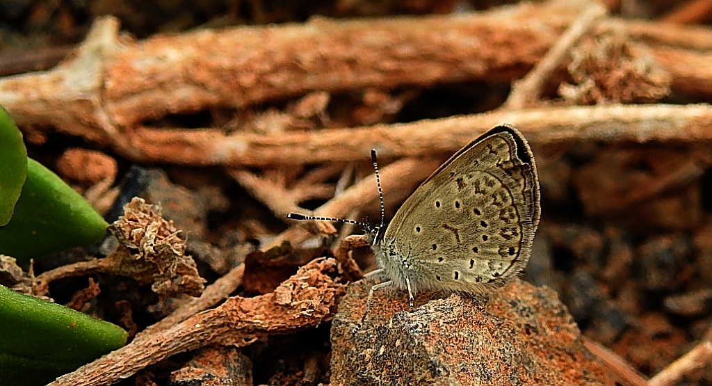 Modraszek knysna (Zizeeria knysna)