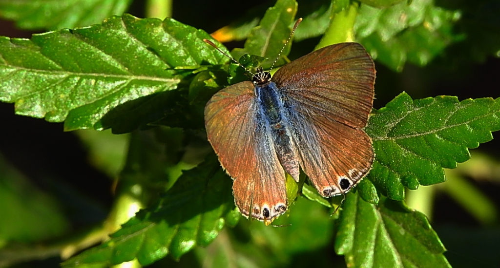 Modrogończyk białopręgi, modraszek boetycki (Lampides boeticus)