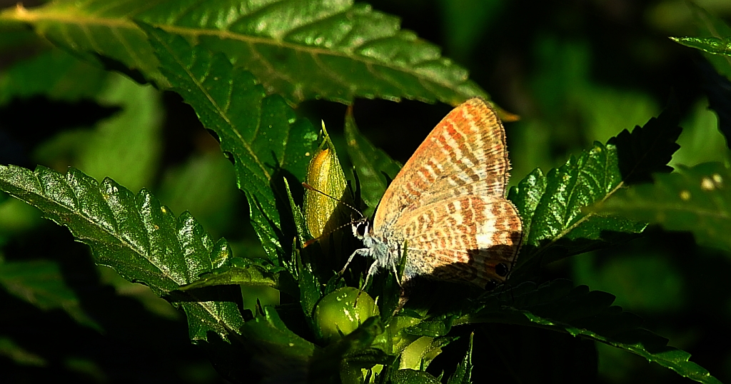 Modrogończyk białopręgi, modraszek boetycki (Lampides boeticus)