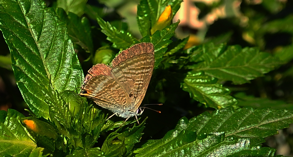 Modrogończyk białopręgi, modraszek boetycki (Lampides boeticus)