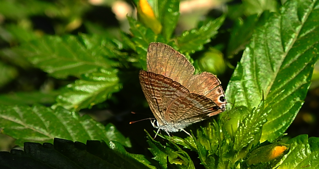 Modrogończyk białopręgi, modraszek boetycki (Lampides boeticus)