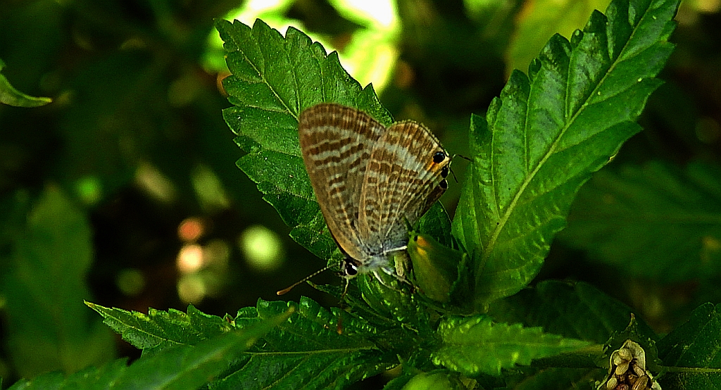Modrogończyk białopręgi, modraszek boetycki (Lampides boeticus)