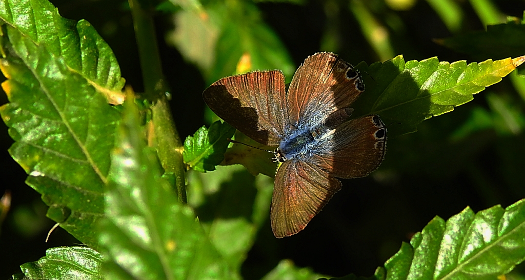 Modrogończyk białopręgi, modraszek boetycki (Lampides boeticus)