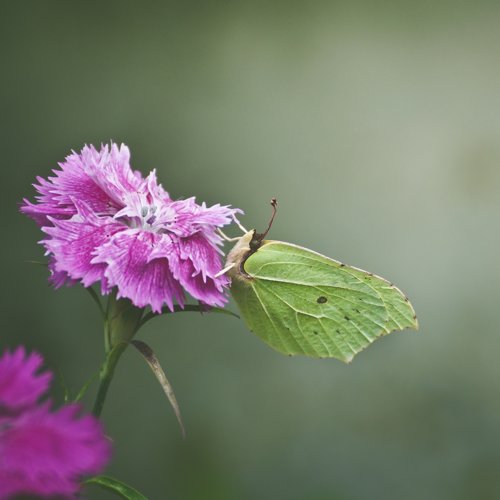 Latolistek cytrynek (Gonepteryx rhamni)