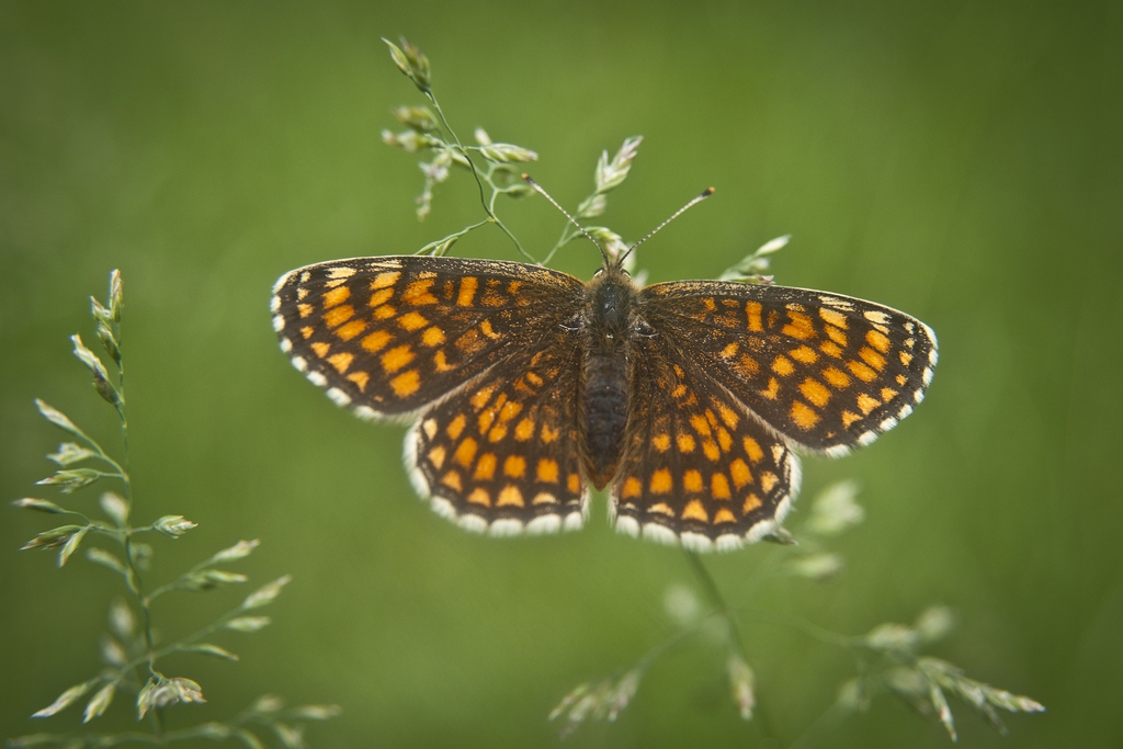 Przeplatka britomartis (Melitaea britomartis)