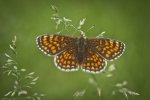 Przeplatka britomartis (Melitaea britomartis)