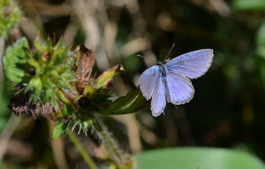 Modraszek argiades (Cupido argiades)