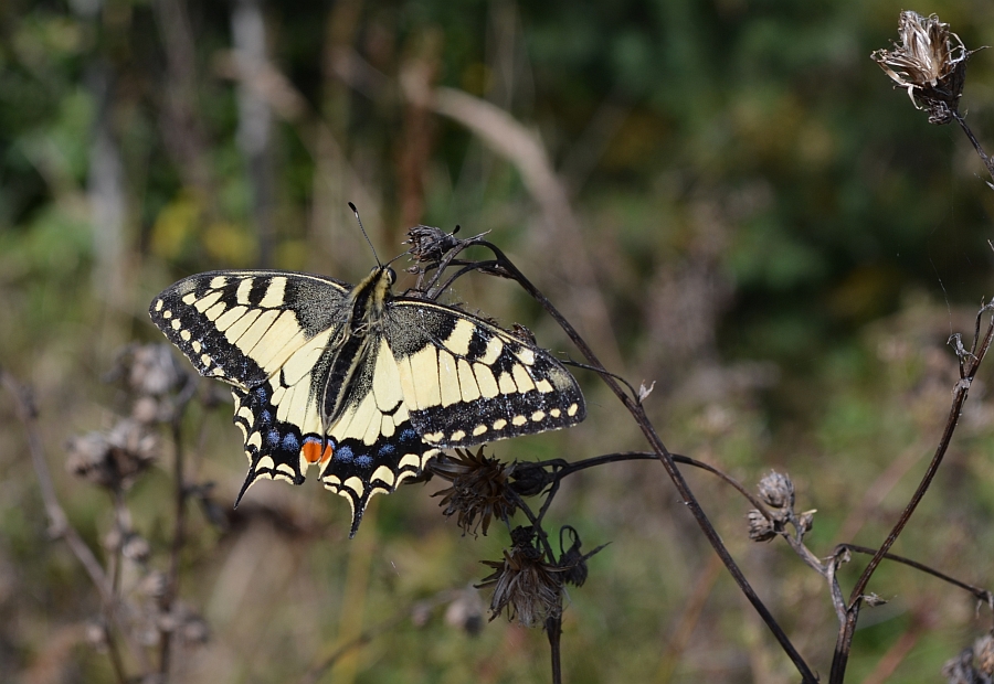 Paź królowej (Papilio machaon)