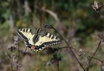 Paź królowej (Papilio machaon)