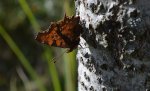 Rusałka ceik (Polygonia c-album L.)