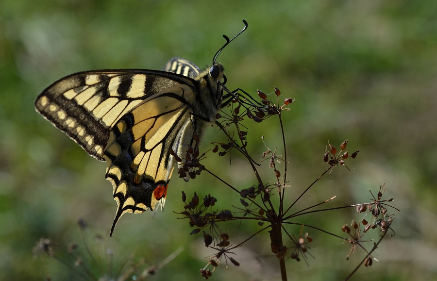 Paź królowej (Papilio machaon)