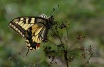 Paź królowej (Papilio machaon)
