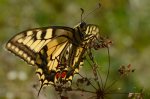 Paź królowej (Papilio machaon)