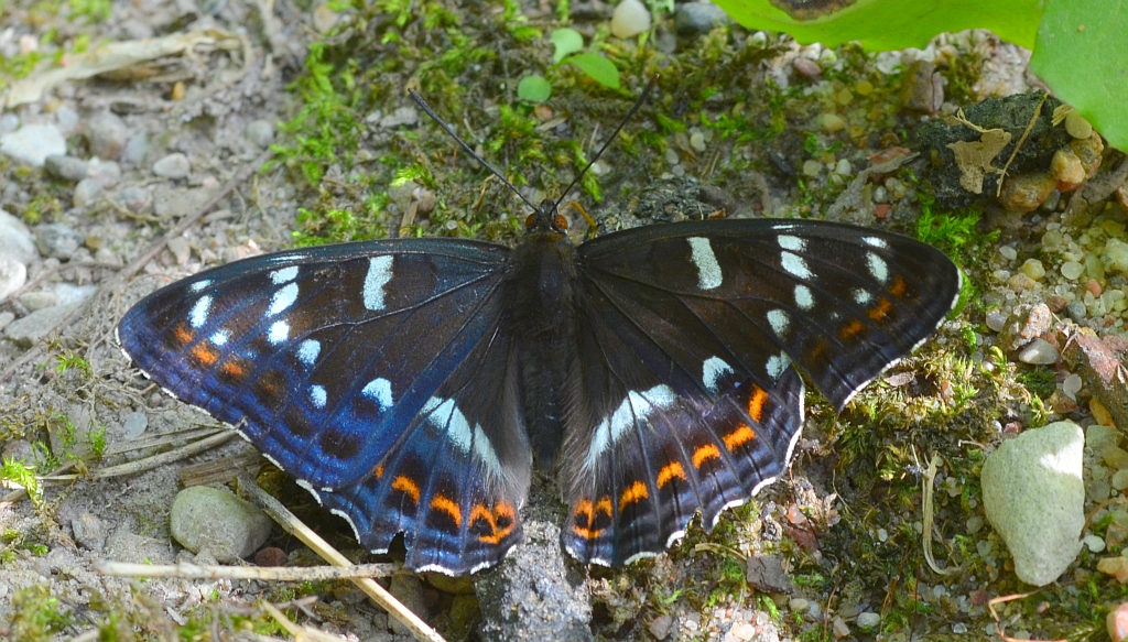 Pokłonnik osinowiec (Limenitis populi)