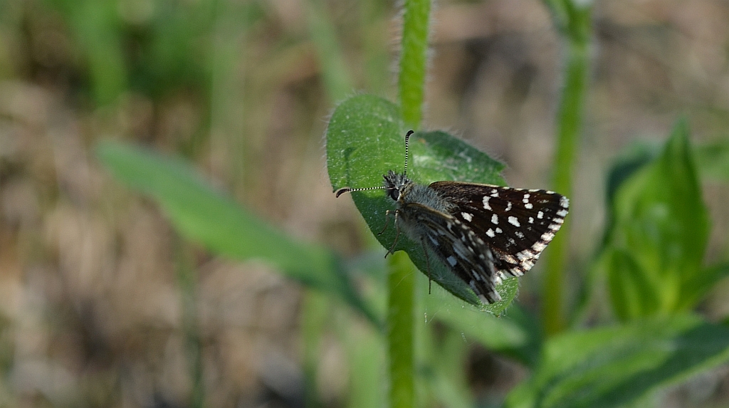 Powszelatek malwowiec (Pyrgus malvae)