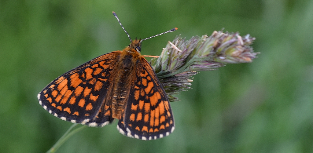 Przeplatka atalia (Melitaea athalia)